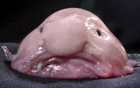 blobfish_1565953c.jpeg