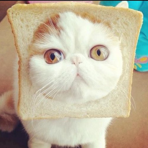 breadcat.jpg