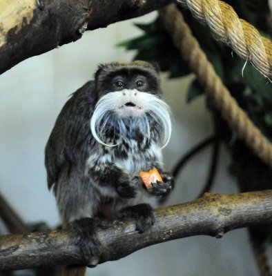 tamarin_-_emporer_10_-137942.jpg