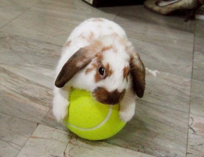 Cute Bunny and ball.jpg