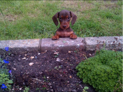 sibyl on flower patch.png